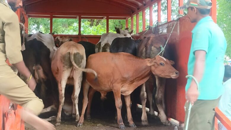 छुट्टा पशुओं को पकड़ नगर पंचायत कर्मियों ने भेजा गौशाला