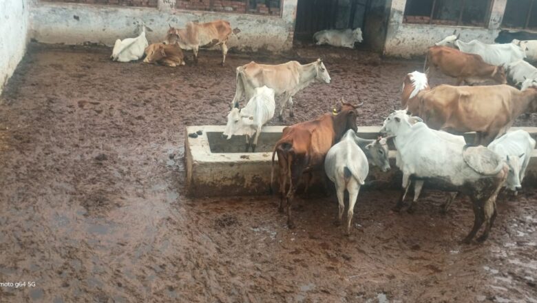 गौशाला बना नरकशाला, मौत शाला बनने का जिम्मेदार कर रहे हैं इंतजार