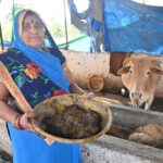 महंगी LPG से बेफिक्र बंदरकोला गांव: 75% घरों में गोबर गैस से जलते चूल्हे