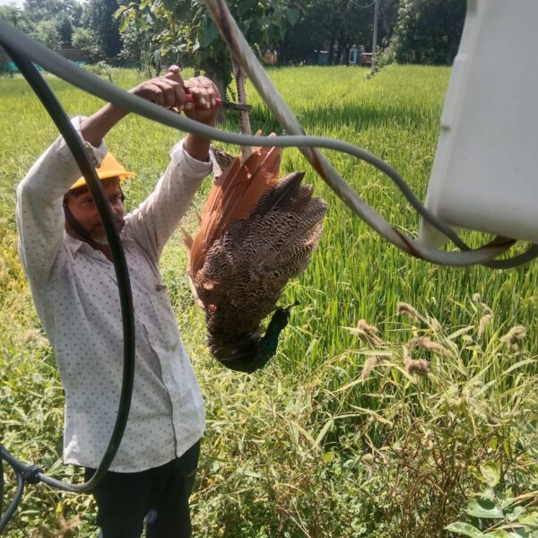 फेक दो इसे देखा जाएगा, राष्ट्रीय पक्षी मोर की दुरदशा पर लापरवाहजेई पर आखिर कब होगी कार्यवाही ग्रामीणों में आक्रोश