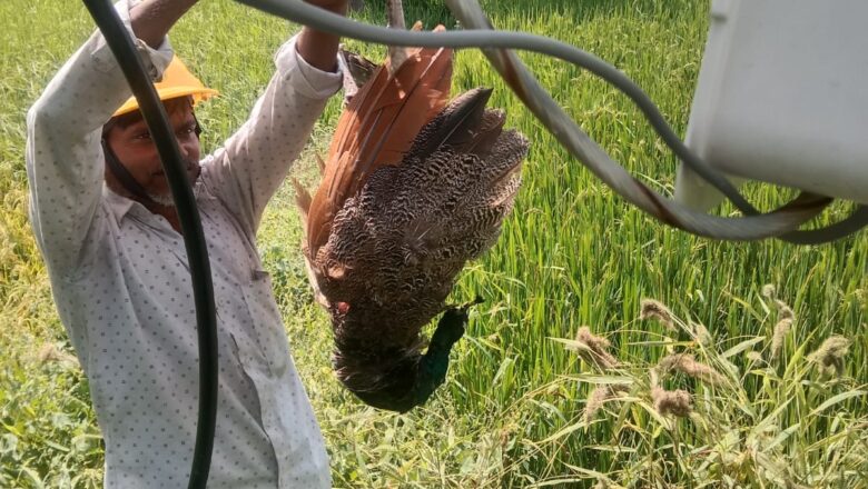 फेक दो इसे देखा जाएगा, राष्ट्रीय पक्षी मोर की दुरदशा पर लापरवाहजेई पर आखिर कब होगी कार्यवाही ग्रामीणों में आक्रोश